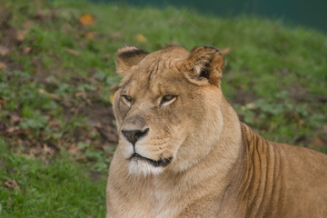 Fototapeta na wymiar Photo portrait of a beautiful resting Barbary lioness