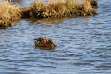 Photo of a female Shoveler duck sitting on the water