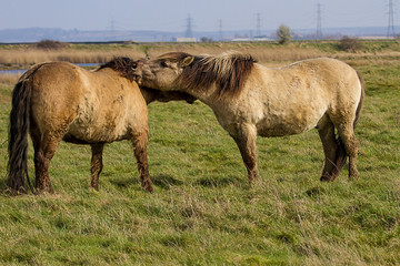 photo of two Konik Wild horses grooming each other