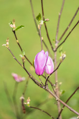 Pink magnolia, flowers in spring, green background
