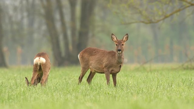 Two roe deer grazing in a field in a spring