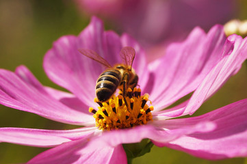  пчела собирает нектар на цветке космеи