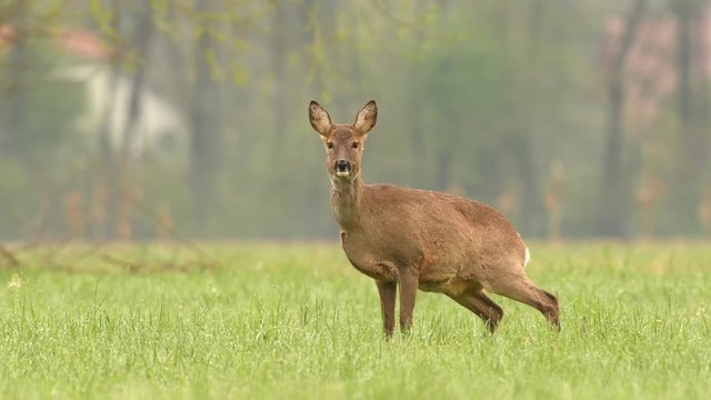 Wild roe deer in a field peeing
