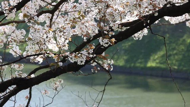 千鳥ヶ淵の桜