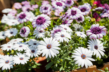 Colorful Spring Flowers