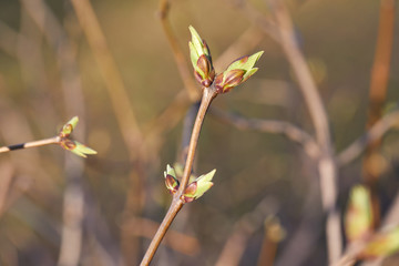 First spring buds on tree branch