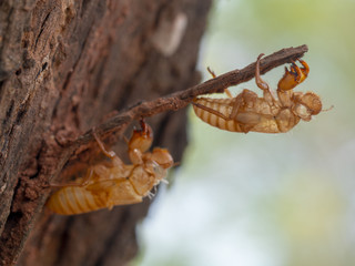 Cicada slough