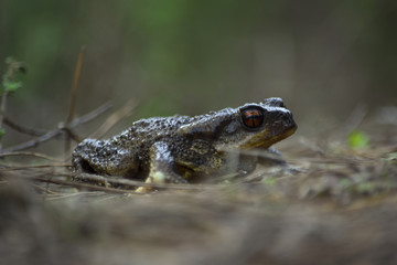 Sapo común verde
