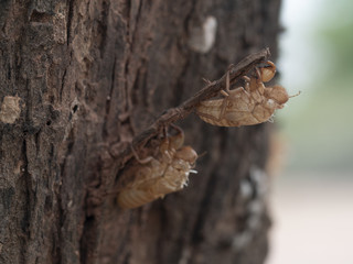 Cicada slough
