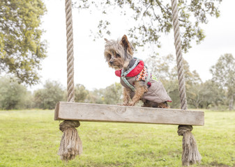 Yorkshire dog climbed on a wooden swing.