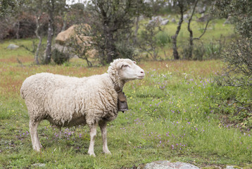 Merino sheep with cowbell in a meadow
