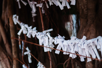 Omikuji fortunes paper  tied to rope fence for good luck, Japan.