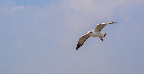 Fototapeta na wymiar Seagulls are flying at the sea.