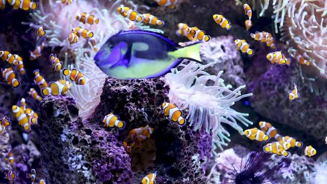 clownfish and surgeonfish in the water