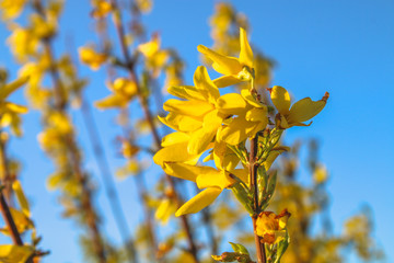 Beautiful yellow blossoming forsythia branches at springtime.