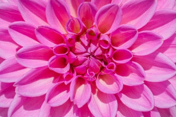 Pink Dahlia flower close up