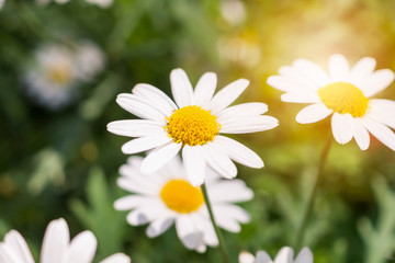Fototapeta premium Beautiful white camomiles daisy flowers field on green meadow