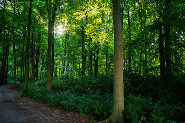 Sunlight through densely packed trees in Haagse Bos, forest in The Hague