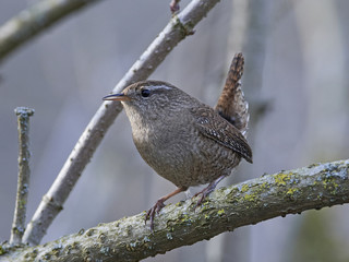 Eurasian wren (Troglodytes troglodytes)