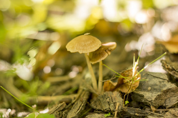 A small yellow mushroom, grown in spring grass. It grows quickly after the rain.