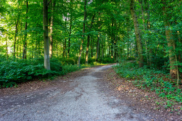 Fototapeta na wymiar Path to walk inside forest in Haagse Bos, forest in The Hague