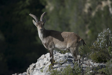 Cabra Hispánica sobre una roca
