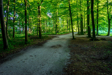Walking path in Haagse Bos, forest in The Hague