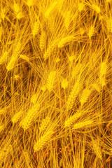 Barley Hordeum vulgare, a member of the grass family