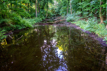 Water pond in Haagse Bos, forest in The Hague