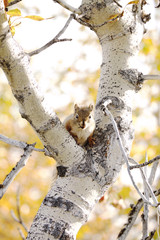 リス、デナリ国立公園、アラスカ
