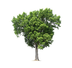 Trees isolated on white background, tropical trees isolated used for design, with clipping path