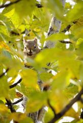 リス、デナリ国立公園、アラスカ

