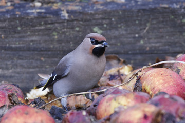 Bohemian waxwing (Bombycilla garrulus)