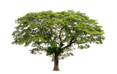 Trees isolated on white background, tropical trees isolated used for design, with clipping path