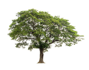 Trees isolated on white background, tropical trees isolated used for design, with clipping path