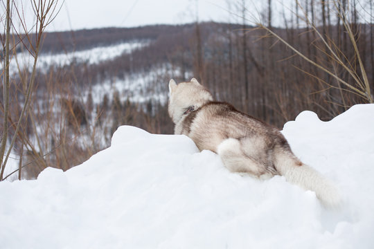 Portrait of free dog breed siberian husky in winter forest. Image of gorgeous husky male is lying on the hill on the snow back to the camera and observing mountains and forest.
