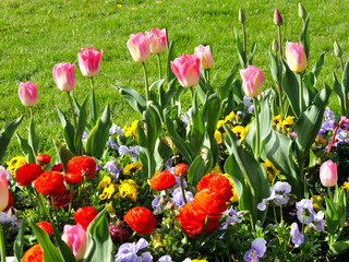 Blütenträume im Frühling