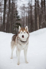 Portrait of free and wise dog breed siberian husky standing in the pine forest in winter on the trees and snow background and looking straight to the camera