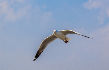 Seagulls are flying at the sea.