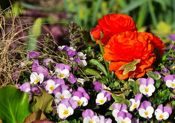 Blütenträume im Frühling