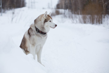 Profile Portrait of young siberian husky dog sitting on the snow in winter forest on the slope