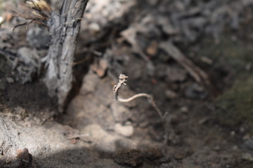 Small Holy Basil finding its way