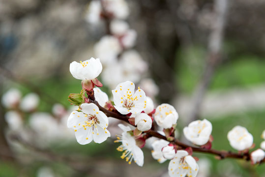 Blossoming spring tree of cherry. Season of cherry blossom.