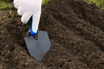 Woman working in the garden. Planting with a small shovel in a herb garden