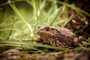 Garden guest