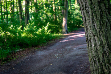 Bark of a tree overlooking a muddy road in Haagse Bos, forest in The Hague