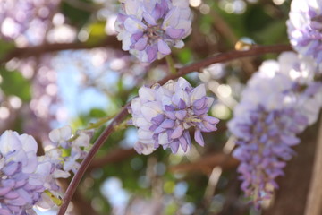 chinesischer blauregen