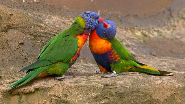 Rainbow lorikeet courtship rituals