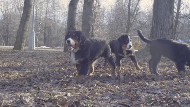 Slow motion. Bernese shepherd dog puppies playing with a stick in the park in early spring morning.