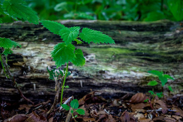 A green sampling in front of a log of wood in Haagse Bos, forest in The Hague